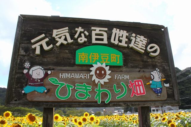 ひまわり畑もおすすめです 静岡 東部の南伊豆町へ行きませんか 使えるトレンド 情報