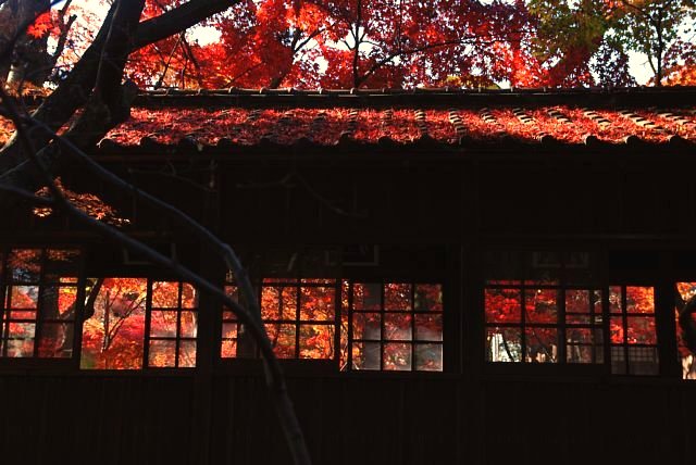 本土寺の紅葉は千葉県松戸市で意外にも穴場なのです 別名あじさい寺 使えるトレンド 情報